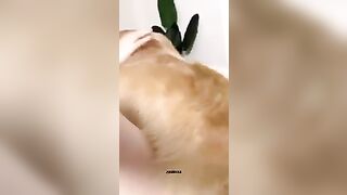 Gái xinh và chó vàng địt nhau
