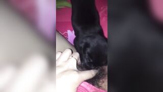 Tranh thủ mẹ đi vắng con gái cho chó bú lồn