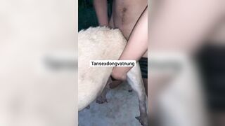 Thú cưng 18
