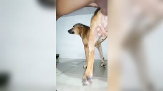 Chai vịt chịt chó 2