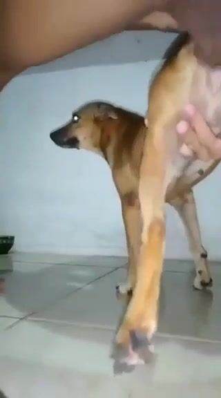Chai vịt chịt chó 2