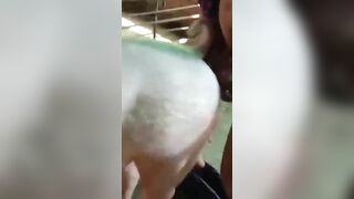 Thiếu niên và heo nái
