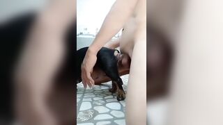 Lùn bố cũng chịt