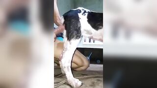 Chó già chiều anh cặt khủng