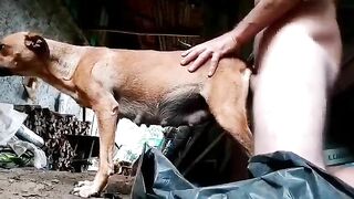 Bầu bi sắp đẻ mà nó cũng không tha