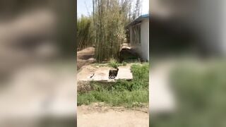 Vừa đi chơi vừa khoe hàng ngoài công viên trước mặt người lạ