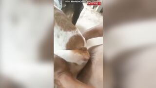 Trai đụ chó cái