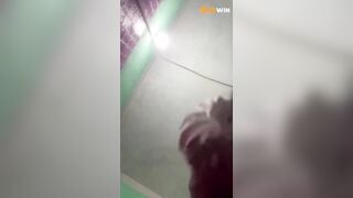 Thương đen idol gặp phải ca khó khi gặp a da đen xăm trổ cu to nắc cho thở k đều p1