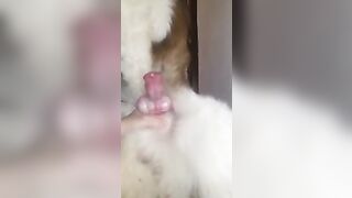sục cặc chó