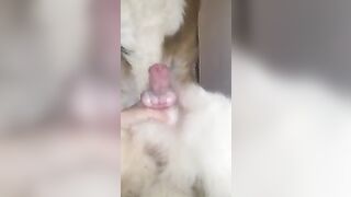 sục cặc chó