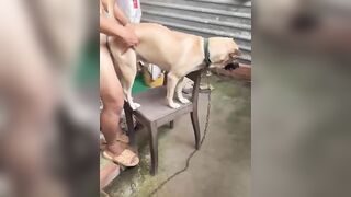 Bé vàng số hưởng