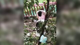 Học sinh 16 tuổi lên ra sau trường cho bạn trai doggy địt nhau như khỉ ngoài vườn