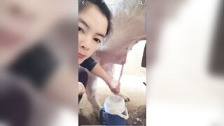 Em gái Trung Quốc lấy tinh lợn bằng mồm