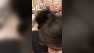 Vãi, 2 em HS Góp tiền Gạ Three Some djt cô gia sư Vú To lồn múp xuất tinh djt quay vd