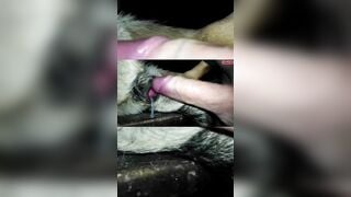 Tổng hợp những lần rút ra thú cưng