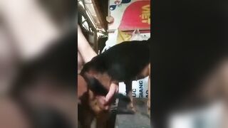 Anh trai miền tây chich chó  cực đỉnh p5