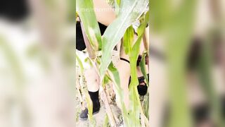 Con dâu đụ nhau với ba chồng ngoài ruộng ngô