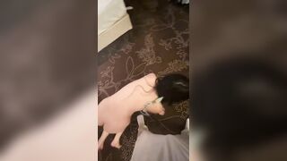 thú vui của bọn cambuchia bắt gái xinh làm con chó để làm vui,tội nghiệp em gái