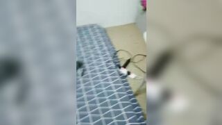 Loạn luân em chồng gả đụ chị dâu, là vợ mới cưới được 1 tuần của anh ruột.