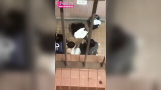 Đã public còn threesome ngay ngoài ban công chung cư