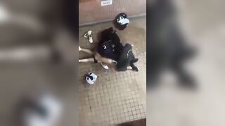 2 bạn nam đụ 1 bạn gái giữa đường tất cả đều là học sinh, tuổi trẻ giờ thích là đụ.