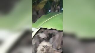 Làm liều dụ dỗ vợ hàng xóm đụ vội bụi chuối, vừa đụ vừa chịu cảnh bị kiến cắn.