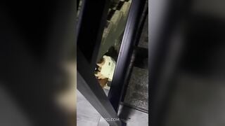 HS GIỜ BÁ ĐẠO NHỈ , NGANG NHIÊN ĐỊT NHAU, DƯỚI GẦM CẦU THANG , TRUNG CƯ