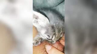Bé mèo hạnh phúc nhất lúc này