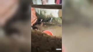 Trèo tường quay lén chị dâu đi làm về khuya hay đi tắm