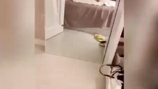 Clip Sex Cái mông hư hỏng