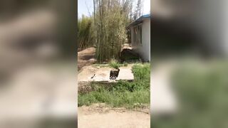 Dâm Nữ Loli mình dây lồn rậm, Lén Lút Public Thủ dâm Nơi đông người rên rỉ