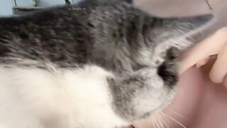 Nứng lồn nhờ mèo liếm núm vú thỏa mãn