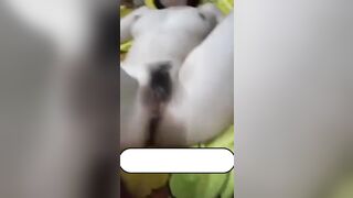 Con ghệ an biên - kiên giang