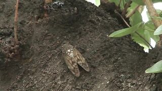 eimi fukada becomes a sex slave  PornOne ex vPorn