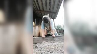 Em gái quê 16 tuổi khờ khạo tụt quần để cho chó liếm lồn.
