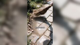 Clip sex AI xuyên không về cổ đại đụ luôn cô tiểu thư xinh đẹp dâm đãng