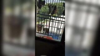 Vừa doggy vừa ngắm cảnh chill phải biết