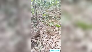 Nóng nhất lúc này là clip bố già gặm cỏ non trong rừng