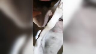 Ông chú nuôi chó mấy tháng trời để phá trinh vừa địt vừa rên sướng