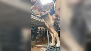 Chó lớn lồn to đút vào địt tê buốt buồi luôn