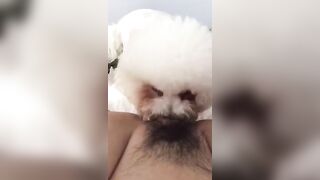 cho chó bú lồn