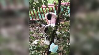 Quay lén cặp đôi đụ nhau ngoài trời