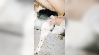 Thú cưng 11