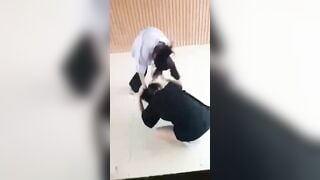 đánh lộn ko mặc áo dú