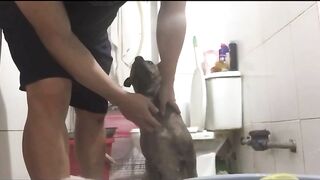 Tắm vs dog