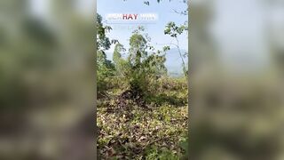 Đôi nam nữ làm tình trong rừng vắng