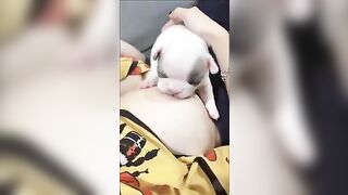 Chó con Bull bú vú cô chủ