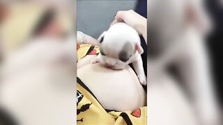 Chó con Bull bú vú cô chủ