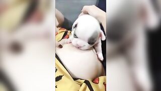 Chó con Bull bú vú cô chủ