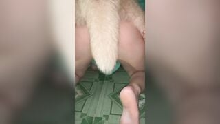 Em gái ở nhà một mình nứng lồn quá cho chó địt cho bớt nứng lồn